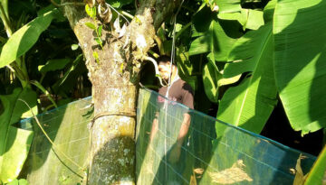 ভালুকায় কাঁঠাল গাছে ঝুলন্ত যুবকের লাশ উদ্ধার