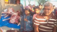 শ্রীপুরে ঘোড়া জবাইয়ের অভিযোগে কসাই গ্রেপ্তার