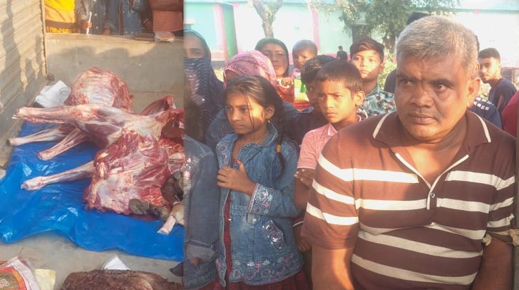 শ্রীপুরে ঘোড়া জবাইয়ের অভিযোগে কসাই গ্রেপ্তার