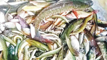 দেশি মাছের আকাল, ভালো নেই পাবনার মৎস্যজীবীরা