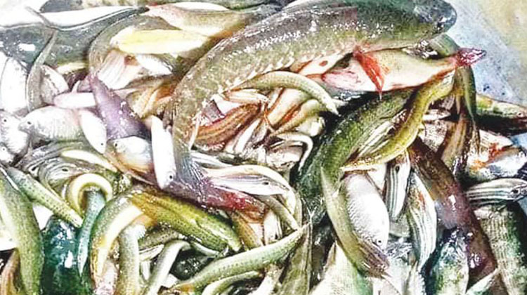 দেশি মাছের আকাল, ভালো নেই পাবনার মৎস্যজীবীরা
