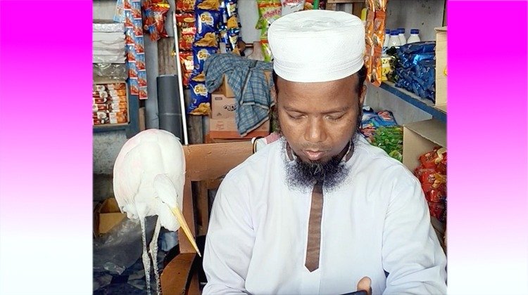 মানুষ ও বকের হৃদয়ছোঁয়া সম্পর্ক: বাউফলের ‘সাদা বক হেমায়েত ভাই