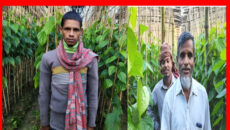 বাউফলে পান চাষে ধস : কমছে বরজ, বাড়ছে চাষিদের দুঃশ্চিন্তা