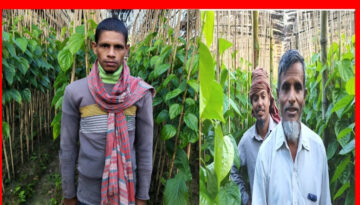 বাউফলে পান চাষে ধস : কমছে বরজ, বাড়ছে চাষিদের দুঃশ্চিন্তা