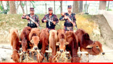 লালমনিরহাটে বিজিবির অভিযান: ভারতীয় গরু ও মাদক জব্দ