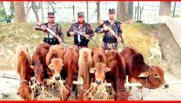লালমনিরহাটে বিজিবির অভিযান: ভারতীয় গরু ও মাদক জব্দ