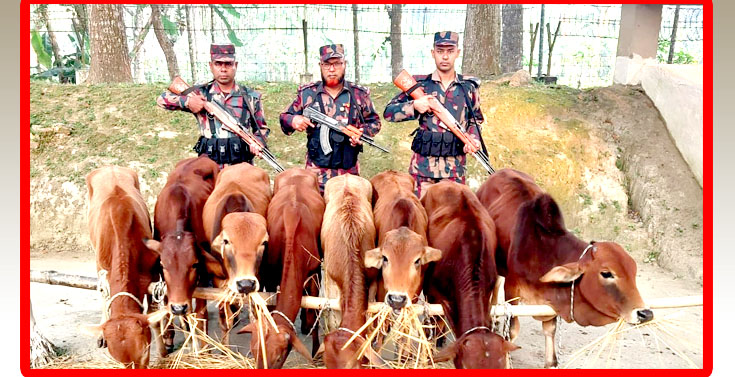 লালমনিরহাটে বিজিবির অভিযান: ভারতীয় গরু ও মাদক জব্দ