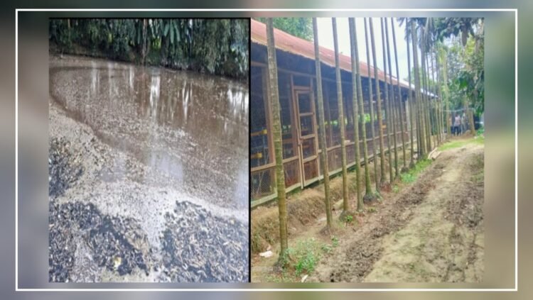 এক মুরগীর খামার বহু পরিবারের মৃত্যুর হুমকিঃ পরিবেশ দূষণে স্বাস্থ্যঝুঁকিতে শতাধিক মানুষ