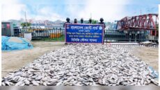 নারায়ণগঞ্জ ও মুন্সিগঞ্জে পৃথক কোস্ট গার্ড অভিযানে ৫,৫০০ কেজি জাটকা জব্দ