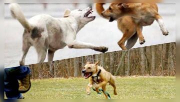 রাজধানীতে পাগলা কুকুরের উপদ্রব: নাগরিকদের দৈনন্দিন জীবনে ভয়ের ছায়া