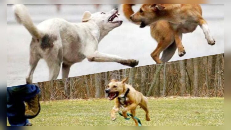 রাজধানীতে পাগলা কুকুরের উপদ্রব: নাগরিকদের দৈনন্দিন জীবনে ভয়ের ছায়া