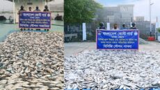 নারায়ণগঞ্জ ও মুন্সিগঞ্জে কোস্ট গার্ডের পৃথক অভিযানে সাড়ে ৩ হাজার কেজি জাটকা জব্দ