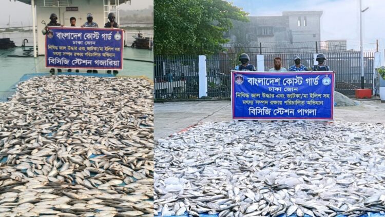 নারায়ণগঞ্জ ও মুন্সিগঞ্জে কোস্ট গার্ডের পৃথক অভিযানে সাড়ে ৩ হাজার কেজি জাটকা জব্দ