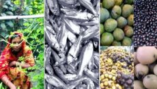 রংপুরে ছোট মাছ, দেশি ফল ও সবজি খাওয়ায় কমছে অপুষ্টি