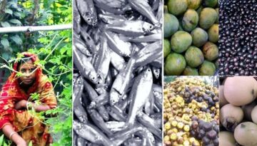 রংপুরে ছোট মাছ, দেশি ফল ও সবজি খাওয়ায় কমছে অপুষ্টি