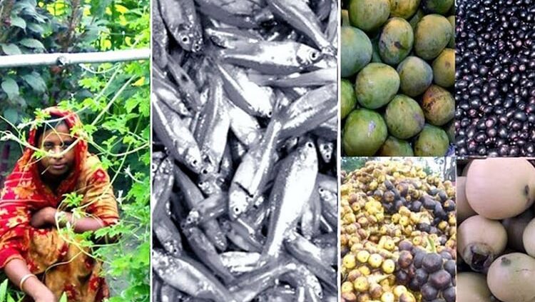 রংপুরে ছোট মাছ, দেশি ফল ও সবজি খাওয়ায় কমছে অপুষ্টি