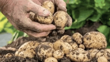 নীলফামারীতে আগাম জাতের আলু উত্তোলন শুরু, চাষিরা আশাবাদী