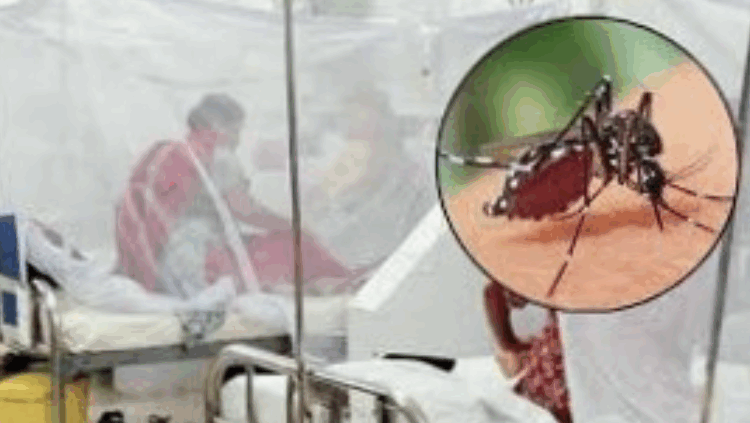 গত ২৪ ঘণ্টায় ডেঙ্গুতে আরও ২ জনের মৃত্যু, হাসপাতালে ৭০৫