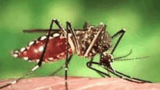 ডেঙ্গুতে গত ২৪ ঘন্টায় ১০ জনের মৃত্যু