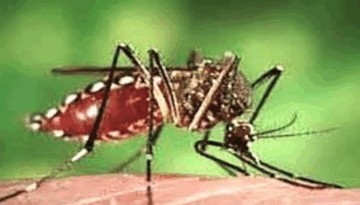 ডেঙ্গুতে গত ২৪ ঘন্টায় ১০ জনের মৃত্যু