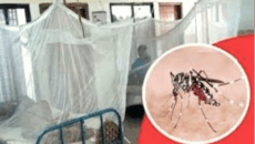 ডেঙ্গুতে ২৪ ঘণ্টায় ৬ জনের মৃত্যু, হাসপাতালে ভর্তি ১,১৯৫ জন