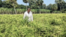 ভালুকায় আধুনিক পদ্ধতিতে আদা চাষে সফল আক্তার হোসেন