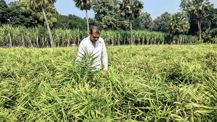ভালুকায় আধুনিক পদ্ধতিতে আদা চাষে সফল আক্তার হোসেন