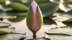 প্রতীক সংকটের সমাধান: শাপলা কলি মানতে রাজি এনসিপি