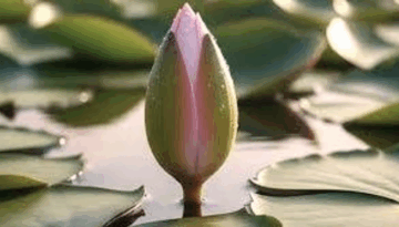 প্রতীক সংকটের সমাধান: শাপলা কলি মানতে রাজি এনসিপি