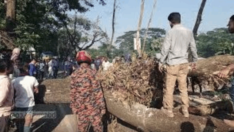 গাছ ফেলে অবরোধ, দুই ঘণ্টা পর স্বাভাবিক ঢাকা-বরিশাল মহাসড়ক