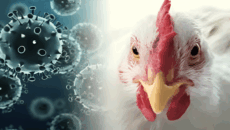 বার্ড ফ্লুর নতুন প্রকার: বিশ্বকে প্রস্তুত থাকতে হবে