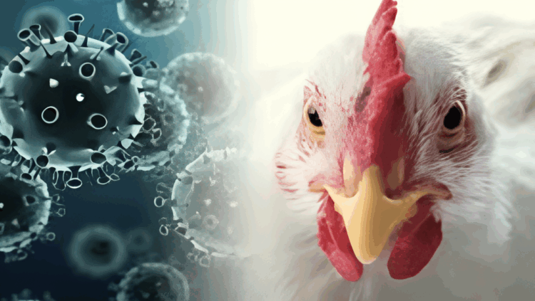 বার্ড ফ্লুর নতুন প্রকার: বিশ্বকে প্রস্তুত থাকতে হবে