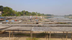 আত্রাইয়ের শুঁটকি যাচ্ছে দেশের বিভিন্ন জেলায়