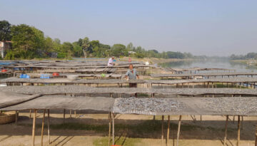 আত্রাইয়ের শুঁটকি যাচ্ছে দেশের বিভিন্ন জেলায়
