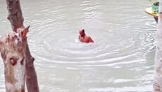 ৫০০ টাকায় বাজি ধরে কনকনে শীতে খালে নেমে শতাধিক ডুব; কৃষকের মৃত্যু