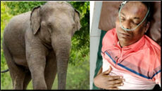 বাঁশখালীতে বন্য হাতির আক্রমণে বন বিট কর্মকর্তা গুরুতর আহত