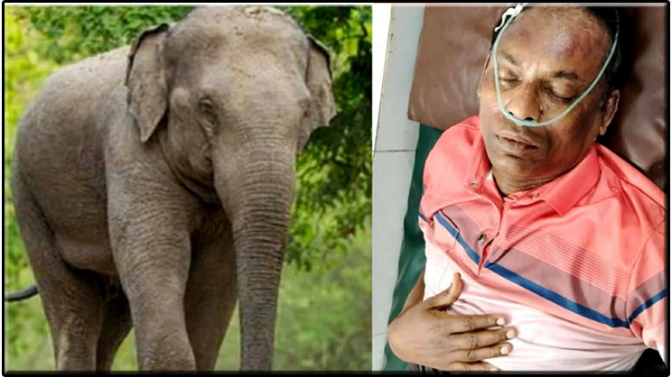 বাঁশখালীতে বন্য হাতির আক্রমণে বন বিট কর্মকর্তা গুরুতর আহত