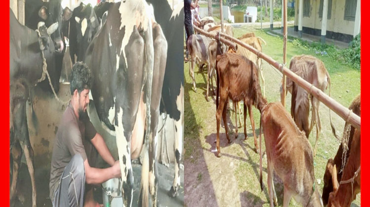 দুধ উৎপাদনে দেশি না বিদেশি-খামারিদের মতভেদ