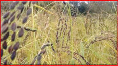 বোয়ালখালীতে বিলুপ্তির পথে ঐতিহ্যবাহী কালোজিরা ধানের আবাদ