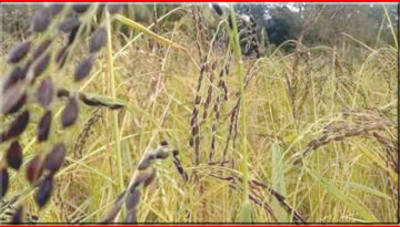 বোয়ালখালীতে বিলুপ্তির পথে ঐতিহ্যবাহী কালোজিরা ধানের আবাদ