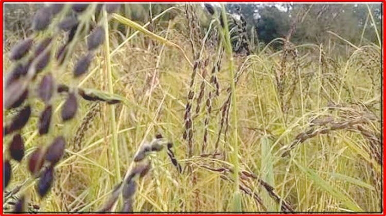 বোয়ালখালীতে বিলুপ্তির পথে ঐতিহ্যবাহী কালোজিরা ধানের আবাদ