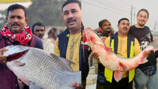 রাজবাড়ীতে পদ্মার কাতলা ও আইড় মাছ বিক্রি সাড়ে ৫৭ হাজার টাকায়