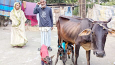 পটুয়াখালীতে বিরল ঘটনা: একসঙ্গে তিন বাছুরের জন্ম