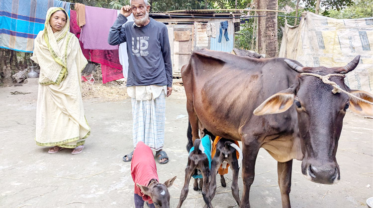 পটুয়াখালীতে বিরল ঘটনা: একসঙ্গে তিন বাছুরের জন্ম