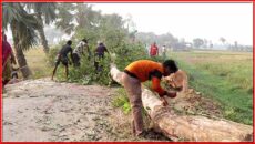 দুই কিলোমিটারজুড়ে গাছ শূন্য হচ্ছে সড়ক-ক্ষোভে ফুঁসছে স্থানীয়রা