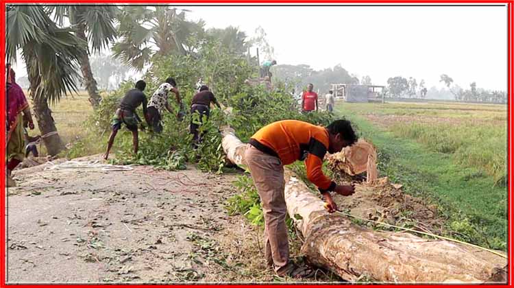 দুই কিলোমিটারজুড়ে গাছ শূন্য হচ্ছে সড়ক-ক্ষোভে ফুঁসছে স্থানীয়রা