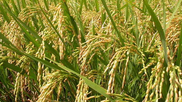 কমছে কৃষিজমি: কৃষিজমি রক্ষা করতে নীতি প্রণয়নের কাজ করছে সরকার: কৃষি সচিব