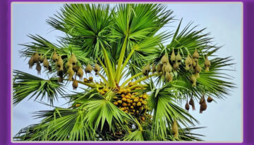 কমে যাচ্ছে বাবুই পাখি ও তালগাছ: প্রাকৃতিক আবাস সংকুচিত হওয়ায় বিপন্ন ‘তাঁতি পাখি’