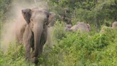 বন্য হাতির আক্রমণে কাপ্তাইয়ে নারী নিহত