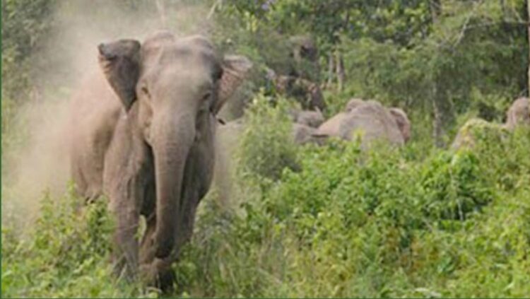 বন্য হাতির আক্রমণে কাপ্তাইয়ে নারী নিহত